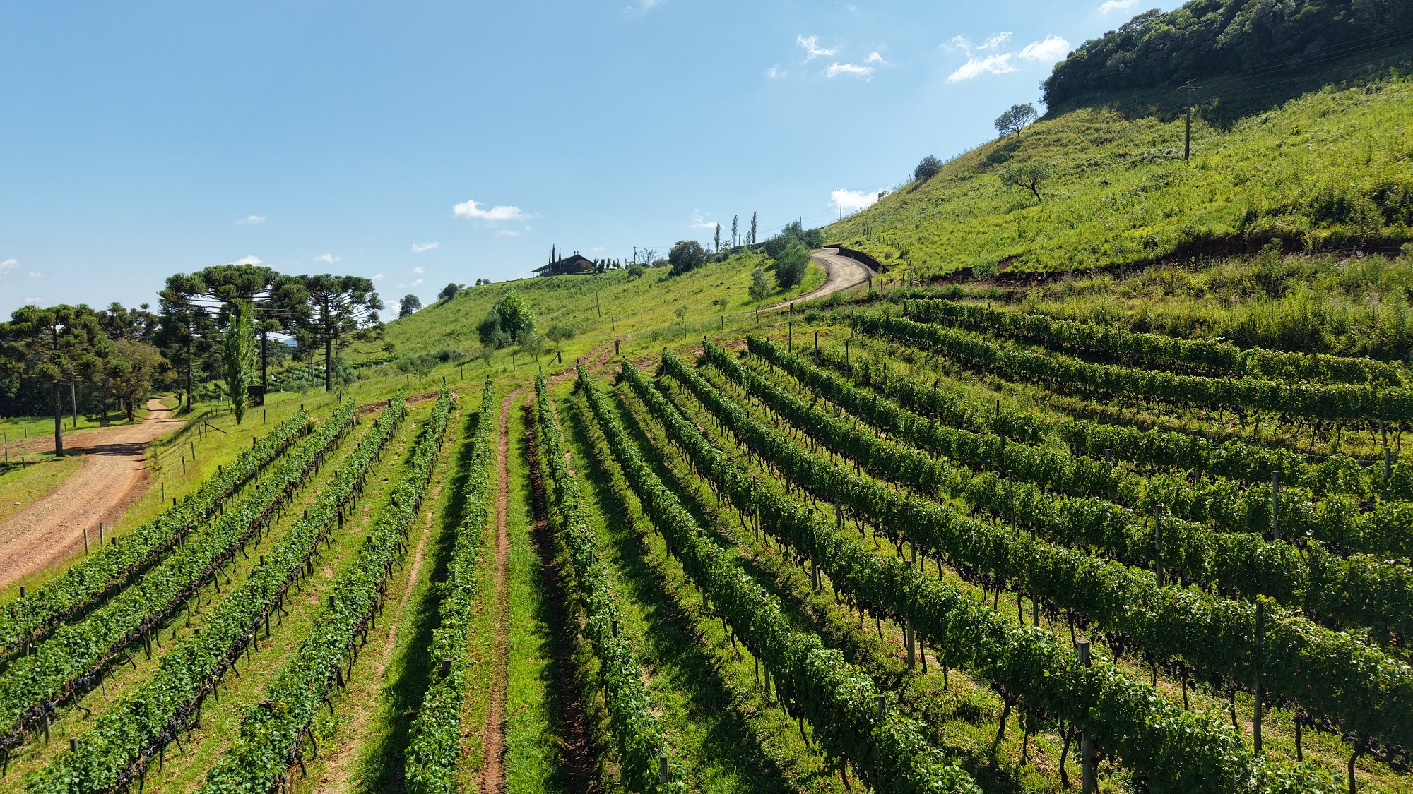 Vinhos de altitude impulsionam enoturismo e ampliam experiências na Serra Catarinense
